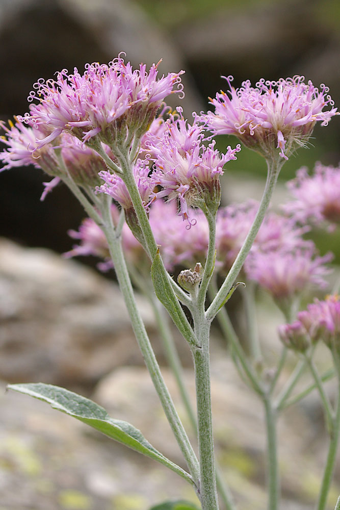 Adenostyles leucophylla / Cavolaccio lanoso